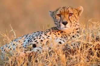 Cheetah Deaths
