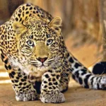 Leopard Census
