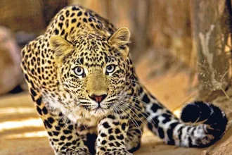 Leopard Census