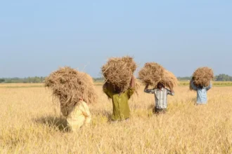 India Sets New Record with Record Wheat Production and Overall Foodgrains Output