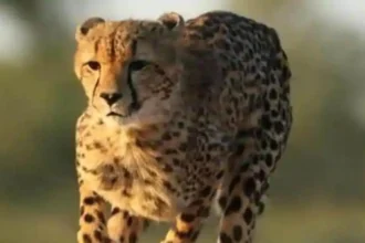 India's Cheetah Revival Program