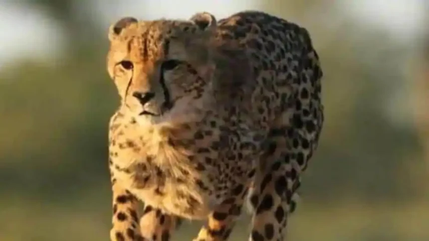 India's Cheetah Revival Program