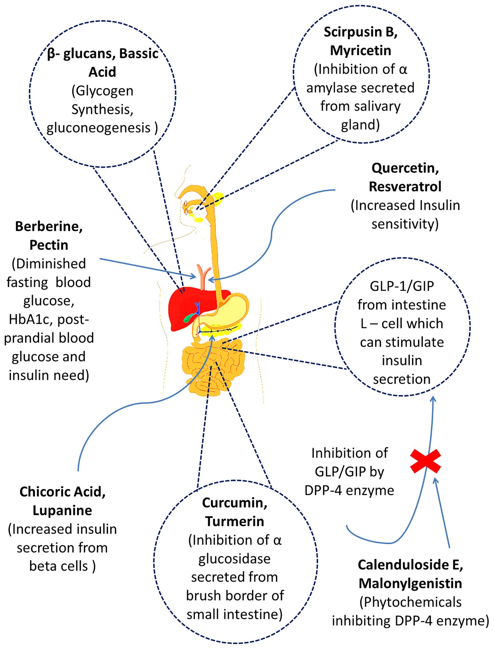 Exploring the Potential of Medicinal Plants for Diabetes Management: A ...