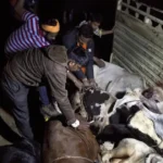 Lynching 23-Year-Old Cattle Transporter