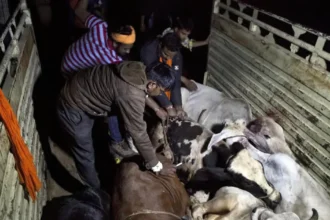 Lynching 23-Year-Old Cattle Transporter