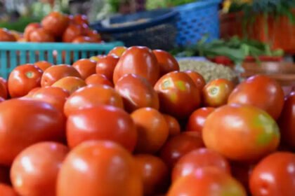 Tomatoes