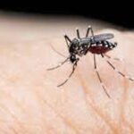 Dengue Defence: Easy Tips to Protect Yourself