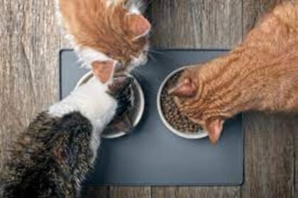 Purr-perfectly Balanced: Must-Have Nutrients in Your Pet's Diet