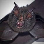 Bat Diseases Found to Pose Unique Threat to Humans Due to Evolutionary Factors