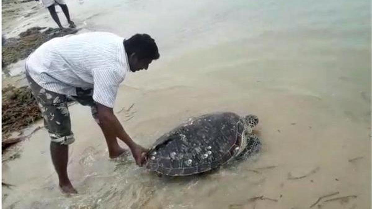 Tamil Nadu fishermen rescue Olive Ridley turtles. IAS officer shares ...