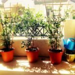 Potted jasmine plant blooming on a sunny balcony