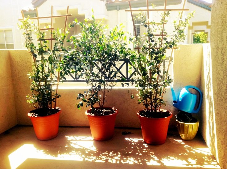 Potted jasmine plant blooming on a sunny balcony