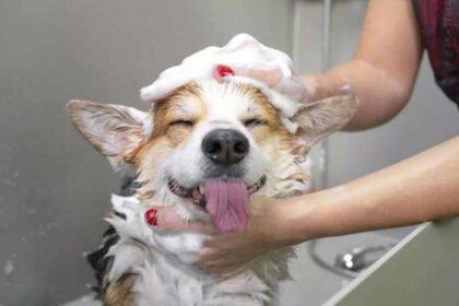 Easy to groom dog breeds sitting on grass