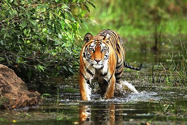 A majestic Bengal tiger walking through the forest in an Indian national park