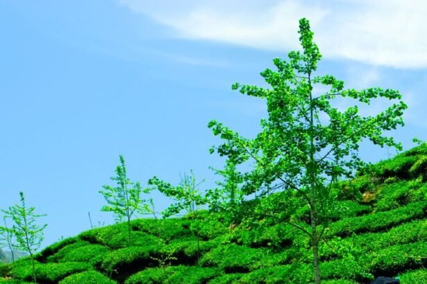 tea culture in Assam