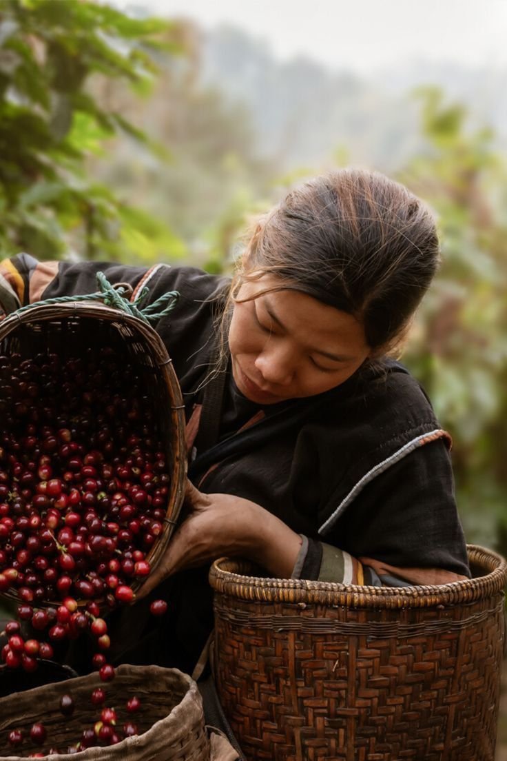 Nagaland coffee industry