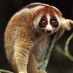 Slow Loris rescue