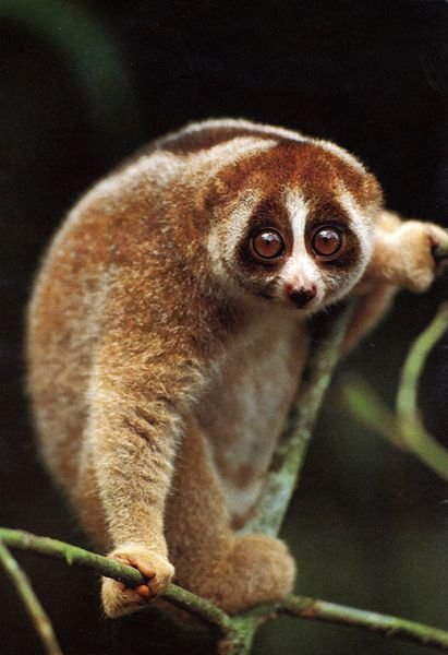 Slow Loris rescue