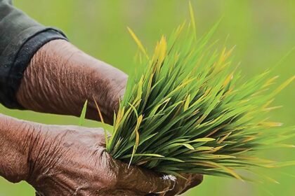 Agricultural crops in Northeast India