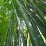 bamboo eco composites