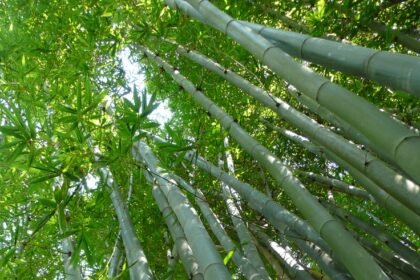 bamboo eco composites