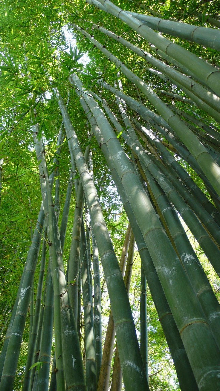 bamboo eco composites