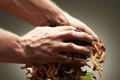 Tinsukia waste-to-compost plant