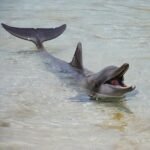 Ganges River Dolphins in Assam deaths