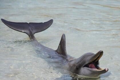 Ganges River Dolphins in Assam deaths