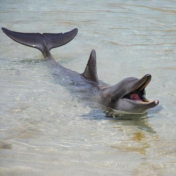 Ganges River Dolphins in Assam deaths