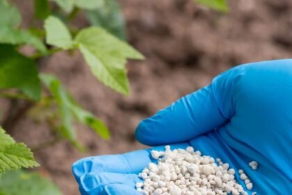 AVFCCL fertilizer project Assam