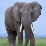 Gaja Mitra scheme Assam