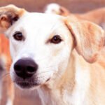 Supreme Court of India building in New Delhi with clear sky