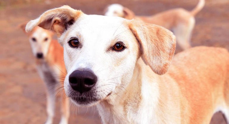 Supreme Court of India building in New Delhi with clear sky