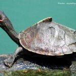 turtle release Hajo Assam