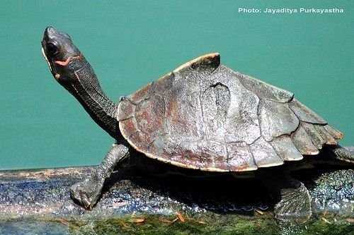 turtle release Hajo Assam