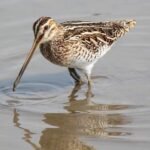 Common Snipe habitat
