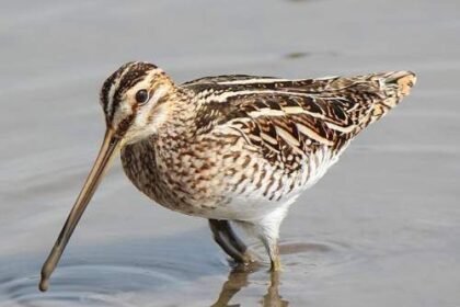 Common Snipe habitat