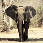 injured elephant Amchang Assam