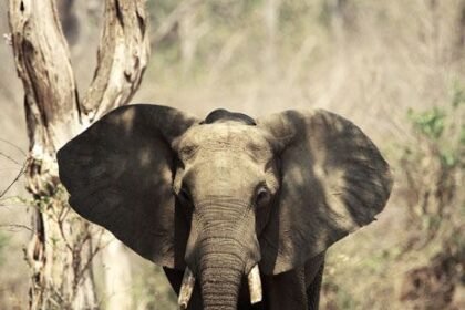 injured elephant Amchang Assam