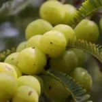 Amla seeds displayed in a wooden bowl showing their natural health benefits