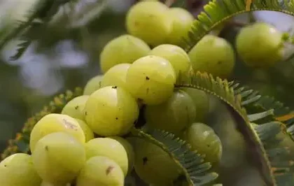 Amla seeds displayed in a wooden bowl showing their natural health benefits