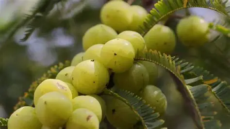 Amla seeds displayed in a wooden bowl showing their natural health benefits