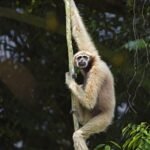 Western Hoolock Gibbon endangered