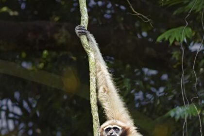 Western Hoolock Gibbon endangered
