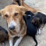 Supreme Court stray dog order Delhi NCR