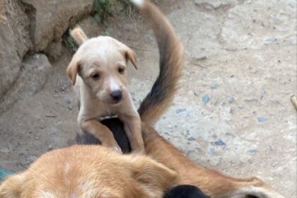 Supreme Court stray dog order Delhi NCR