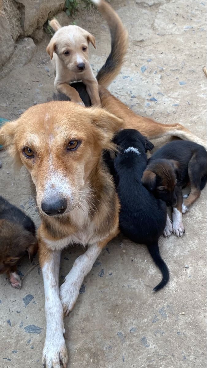 Supreme Court stray dog order Delhi NCR