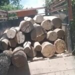 illegal sawmill bust in Dhemaji