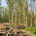 Illegal teak seizure Assam–Meghalaya border